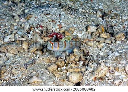 A picture of a sailfin shrimp goby in the sand