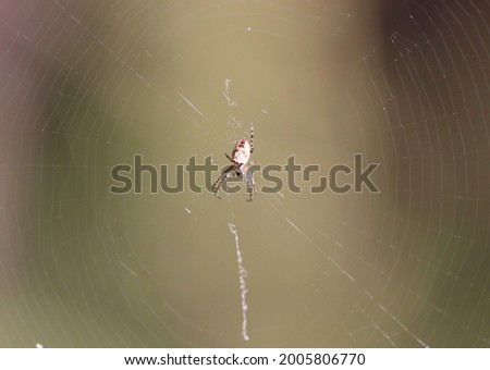 Close up of Australian bushland spider in web on a sunny winter day with green foliage and tree's blurred in background.