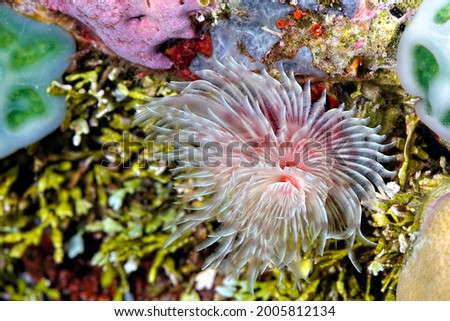 A picture of a tube worm on the bottom