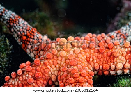 A picture of a beautiful sea star on the bottom