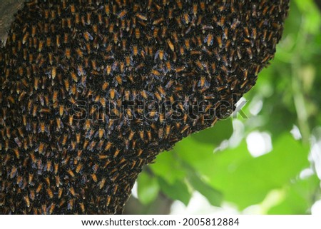 Portrait picture of bee hive