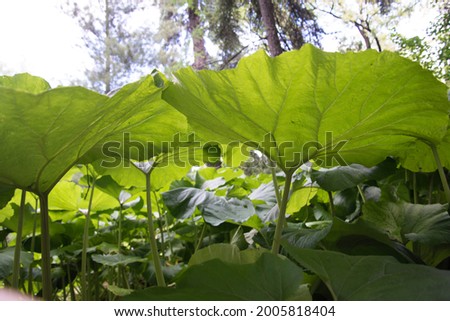 Large sheets of burdock. Green background, texture. Green leaves in the backlight