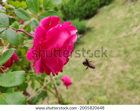 Red roses with a small bee.