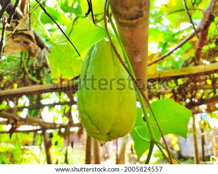 labu siam or jipang (chayote) is a plant from the Cucurbitaceae tribe that can be eaten with fruit and young bamboo shoots and is often made into vegetables in Indonesia.