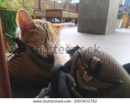 a cat sleeping on the shoes