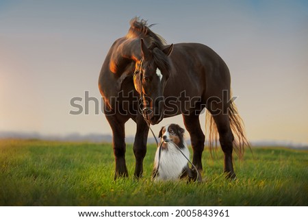 A dog and a horse. Friendship of a dog and a horse in nature Royalty-Free Stock Photo #2005843961
