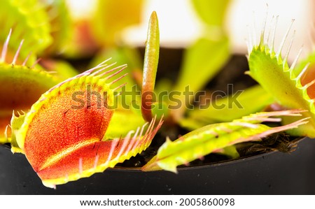 Close up carnivorous plants. Dionaea muscipula