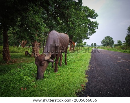 Indian buffalo eating grass picture