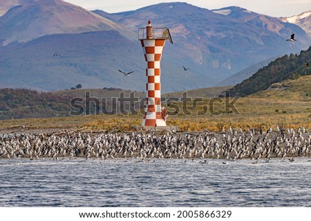 Panoramic view over a rookery of King Cormorants at Beagle Channel islands with a lighthouse in Patagonia, near Ushuaia, Argentina