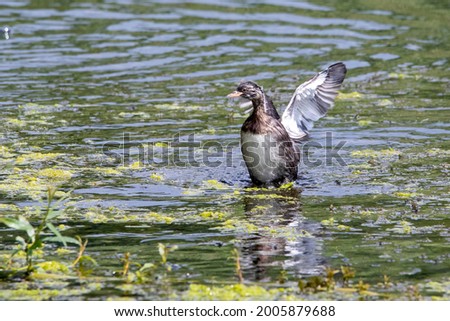 A juvenile Dabchick, also known as a little grebe, spreading its wingss