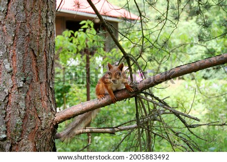 A small red squirrel sits on a pine branch and looks with curiosity, a house is visible in the background