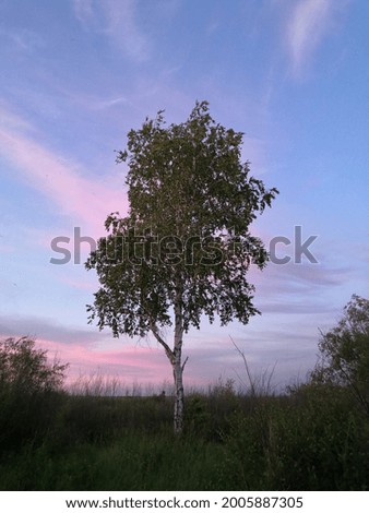 Green birch on the background of a summer sunset

