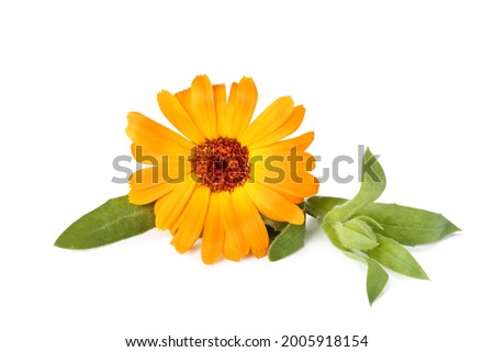 Beautiful blooming calendula flower with green leaves on white background