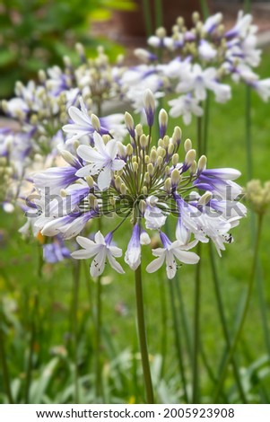  African Lily flower Agapanthus ‘Twister’) Royalty-Free Stock Photo #2005923908