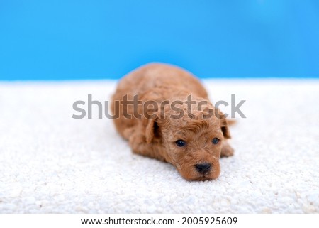 Two little red toy poodle puppies in female hands. Cute picture of puppies on a floral background