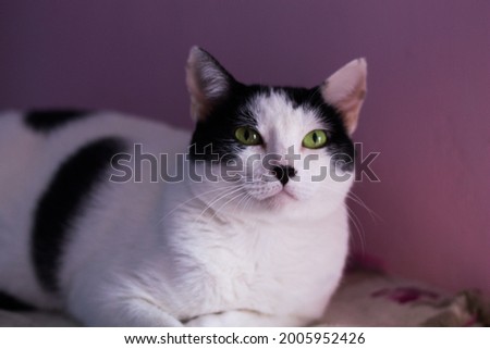 Female cat, neutered, white coat with black spots, lying willingly, looking to be photographed.