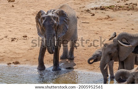 Elephant at the water hole cooling off