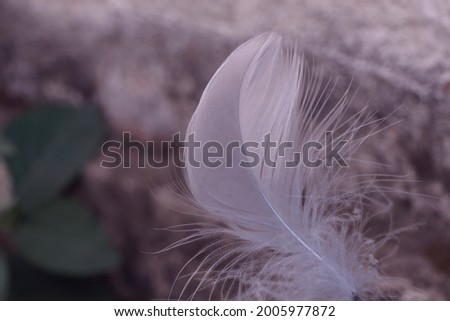Close up Beautiful one Bird feather on a bokeh.  Pattern background for design texture.  