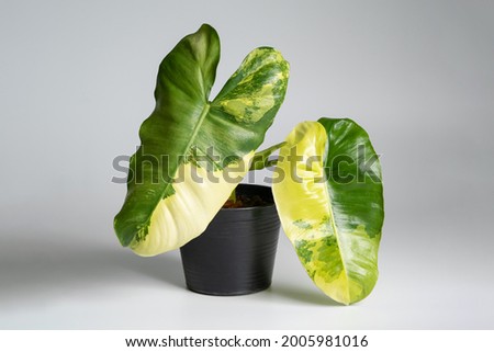 Philodendron Burl Marx Variegation plant with isolated white background Royalty-Free Stock Photo #2005981016