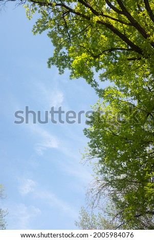 green leaves on a background of blue sunny sky