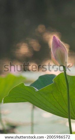 The single lotus flower on the lake