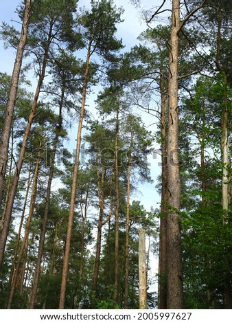 A View Through Tall Pine Trees