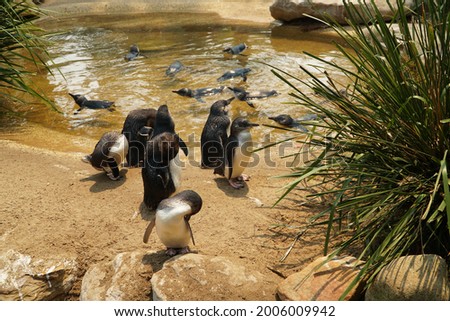 Penguins in the sand in Australia