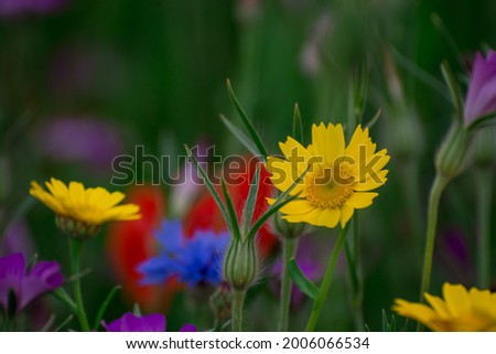 Poppies and cornflowers in a field of wildflowers