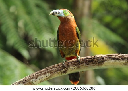 Birds of the Atlantic Forest Brazil - Spot-billed Toucanet, female