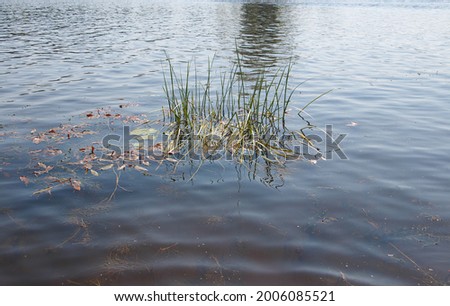 A small island of reeds in the river, ripples on the water, a marsh plant