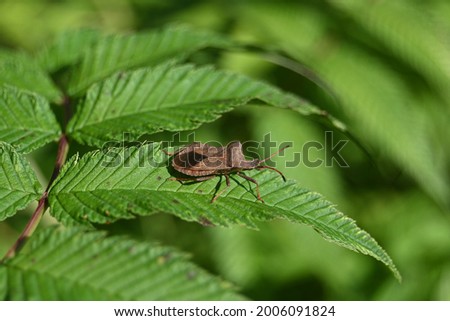 brown large bedbug on the edge of a green leaf