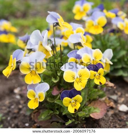 Delicate flowers in the open field grow in a flower bed. Yellow-blue flowers