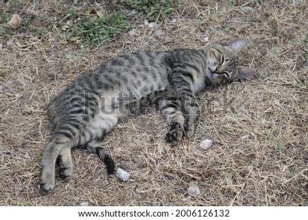 Dormant young cat on a hot sunny day. High quality photo. Selective focus