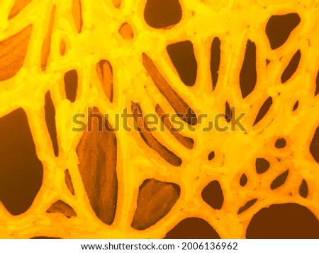 Neuron Texture. Scientific Fractal Pattern. Neuron Anatomy Texture. Topographic Ornate Background. Geometric Spiral Artwork. Bright Juicy Hand Drawn Art. Abstract Print. Stylish Swirled Sketch.
