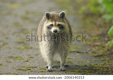 The raccoon, sometimes called the common raccoon to distinguish it from other species, is a medium-sized mammal native to North America