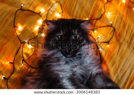 A cat and Christmas lights. funny cat is lying.