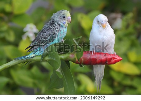 Two parakeets (Melopsittacus undulatus) resting in a bush. 