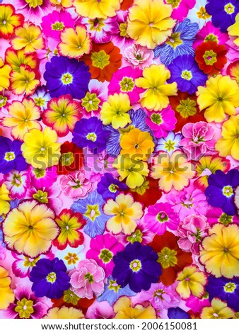 Beautiful colourful primula flower petals background, top view. Many multicolour spring flowers, close up Royalty-Free Stock Photo #2006150081