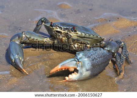 A large male mud crab with blue spots on its claws and legs, and red eyes. The crustacean is standing in shallow water in wet sand on the beach.  Royalty-Free Stock Photo #2006150627