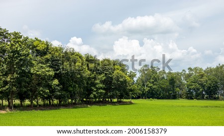 The scenery of a group of groves of trees and forests growing with green rice fields during the rainy season is common in rural Thailand.