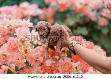 Two little red toy poodle puppies in female hands. Cute picture of puppies on a floral background