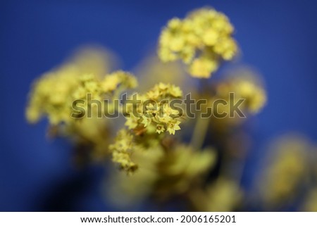 Wild yellow flower blossoming close up botanical background high quality big size prints