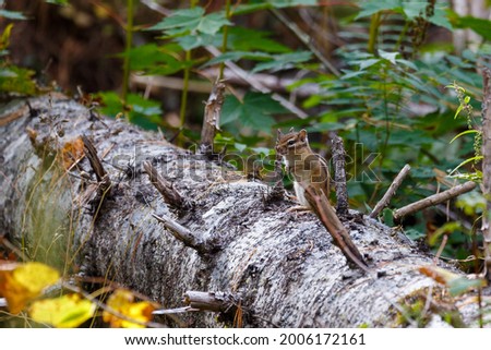 Sikhote-Alin Biosphere Reserve. A squirrel sits on a fallen tree trunk in a dense forest.