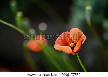 Beautiful flower of long headed poppy is blooming in a sunny spot.