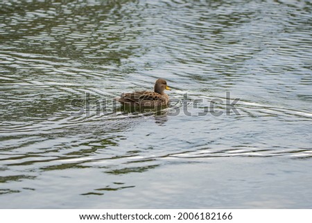 Duck swimming in the Palermo Lake