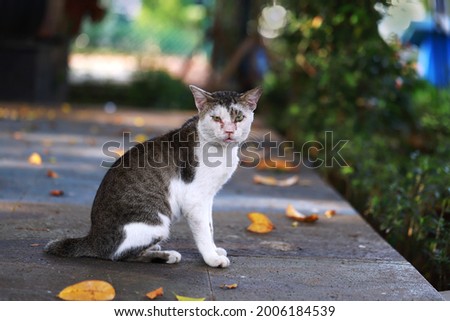 An alley cat sitting in the garden at morning time