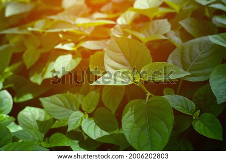 Full Frame of Tropical Leaves Texture Background. tropical leaf