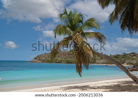 Picture perfect palm tree and beach image in Antigua and Barbuda 