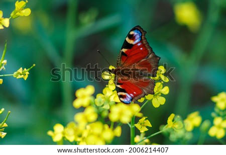A red butterfly collects nectar from a flower. Peacock eye, lat. Aglais io, formerly lat. Inachis io, diurnal peacock eye is a diurnal nymphalid butterfly, Nymphalidae. Royalty-Free Stock Photo #2006214407