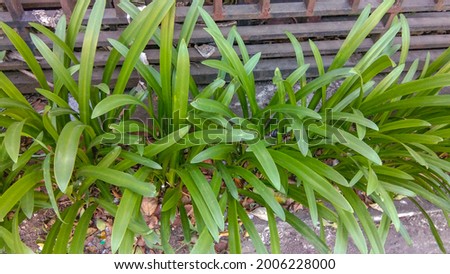 Lily Paris minimalist plant for garden list
Malang City Monday, 12 July 2021